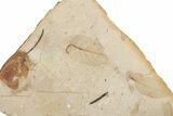 Fossil Plant (Betula) Plate - McAbee, BC #248797-1